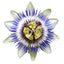 Passion Flower